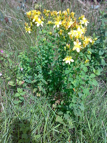 Hypericum perforatum